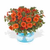 MILJON ZVONČEK ALOHA CALIBRAHOA L12