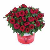 MILJON ZVONČEK VOLMARY CALITA COLOURS V. L12