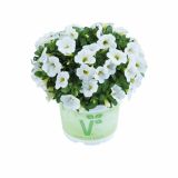 MILJON ZVONČEK VOLMARY CALITA COLOURS V. L12