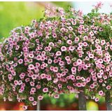 MILJON ZVONČEK VOLMARY CALITA COLOURS V. L12