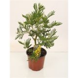 CVETOČA SOBNA RASTLINA MIMOZA L15