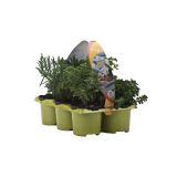 MIX DIŠAVNIC IN ZELIŠČ DIŠAVNCE ZA MESO L9