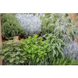 MIX DIŠAVNIC IN ZELIŠČ SADIKE ZAČIMBE P10