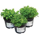 MIX DIŠAVNIC IN ZELIŠČ SADIKE ZAČIMBE P12