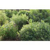 MIX DIŠAVNIC IN ZELIŠČ SADIKE ZAČIMBE P12