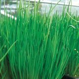 MIX DIŠAVNIC IN ZELIŠČ VOLMARY DROBNJAK L12 ALANDO STARO