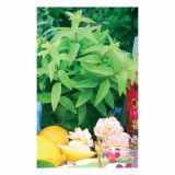 MIX DIŠAVNIC IN ZELIŠČ VOLMARY LIPPIA CITRIODORA FRESHMAN L12