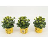 MIX JESENSKIH RASTLIN AJANIA PACIFICA L11 CM