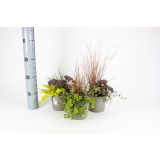 MIX JESENSKIH RASTLIN JESENSKI NASAD BEST FRIENDS L12