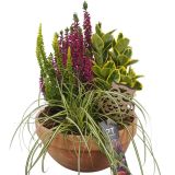 MIX JESENSKIH RASTLIN NASAD PTHO4257 V TERAKOTA SKLEDI L19 CM