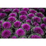 MIX JESENSKIH RASTLIN OKRASNO ZELJE L12 CM