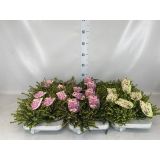 MIX JESENSKIH RASTLIN POMLADANSKA RESA L11 CM