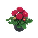 MIX POMLADNIH RASTLIN BELLIS L9