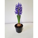 MIX POMLADNIH RASTLIN HIJACINTA L9