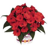 MIX STRUKTURNIH RASTLIN L12 CM