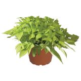 MIX STRUKTURNIH RASTLIN L12 CM