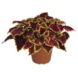 MIX STRUKTURNIH RASTLIN L12 CM