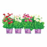 MIX POMLADNIH RASTLIN VOLMARY NAVADNA MARJETICA TASSO L11 CM BELLIS PERENNIS