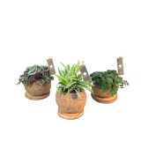 MIX ZELENIH RASTLIN KOKODAMA MIX L15 CM