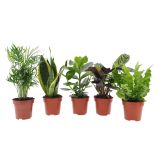 MIX ZELENIH RASTLIN MIX L12