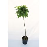 LISTAVEC MOČVIRSKI HRAST 'GREEN DWARF L24