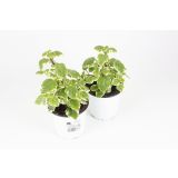 SEZONSKA RASTLINA MOLJEVKA L10