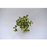 SEZONSKA RASTLINA MOLJEVKA L10