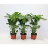 MONSTERA DELICIOSA L17 CM