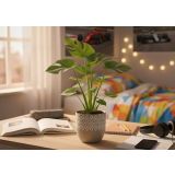 MONSTERA DELICIOSA L17 CM