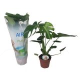 MONSTERA L17