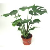 MONSTERA L17
