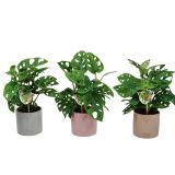 MONSTERA LEICHTLINII V OKRASNEM LONCU L12