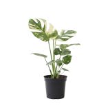 MONSTERA THAI CONSTELLATION (PISANA) L17 CM