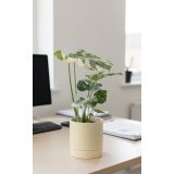 MONSTERA THAI CONSTELLATION (PISANA) L17 CM