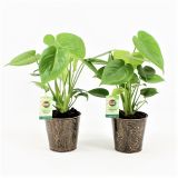 MONSTERA V OKRASNEM LONCU L13