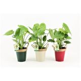 MONSTERA V OKRASNEM LONCU L13