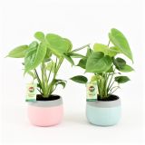MONSTERA V OKRASNEM LONCU MIX L15