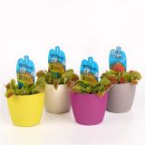 MESOJEDKA MUHOLOVKA MUSCIPULA V OKRASNEM LONCU L8.5