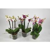 ORHIDEJA MULTIMIX 5 BARV L12