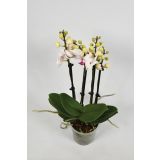 ORHIDEJA MULTIMIX 5 BARV L12