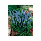 POMLADI CVETOČA ČEBULICA HOLLAND BULB MARKET MUSCARI ARMENIACUM 7/8 20KOS