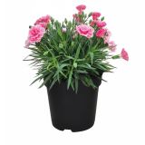 NAGELJ I LOVE YOU L11 CM