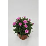 MIX POMLADNIH RASTLIN NAGELJ L12