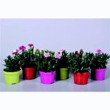 CVETOČA SOBNA RASTLINA NAGELJ MIX L10.5