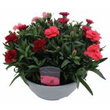 NAGELJ OSCAR QUATRO V SKLEDI L21 CM