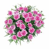 NAGELJ PREZIMNI L10.5 SUNFLOR