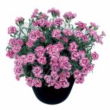 NAGELJ PREZIMNI L10.5 SUNFLOR