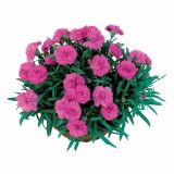 NAGELJ PREZIMNI L10.5 SUNFLOR