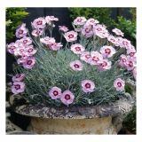 NAGELJ VOLMARY DIŠEČI L11