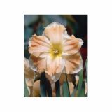 POMLADI CVETOČA ČEBULICA HOLLAND BULB MARKET NARCISA CUM LAUDE 12/14 5KOS